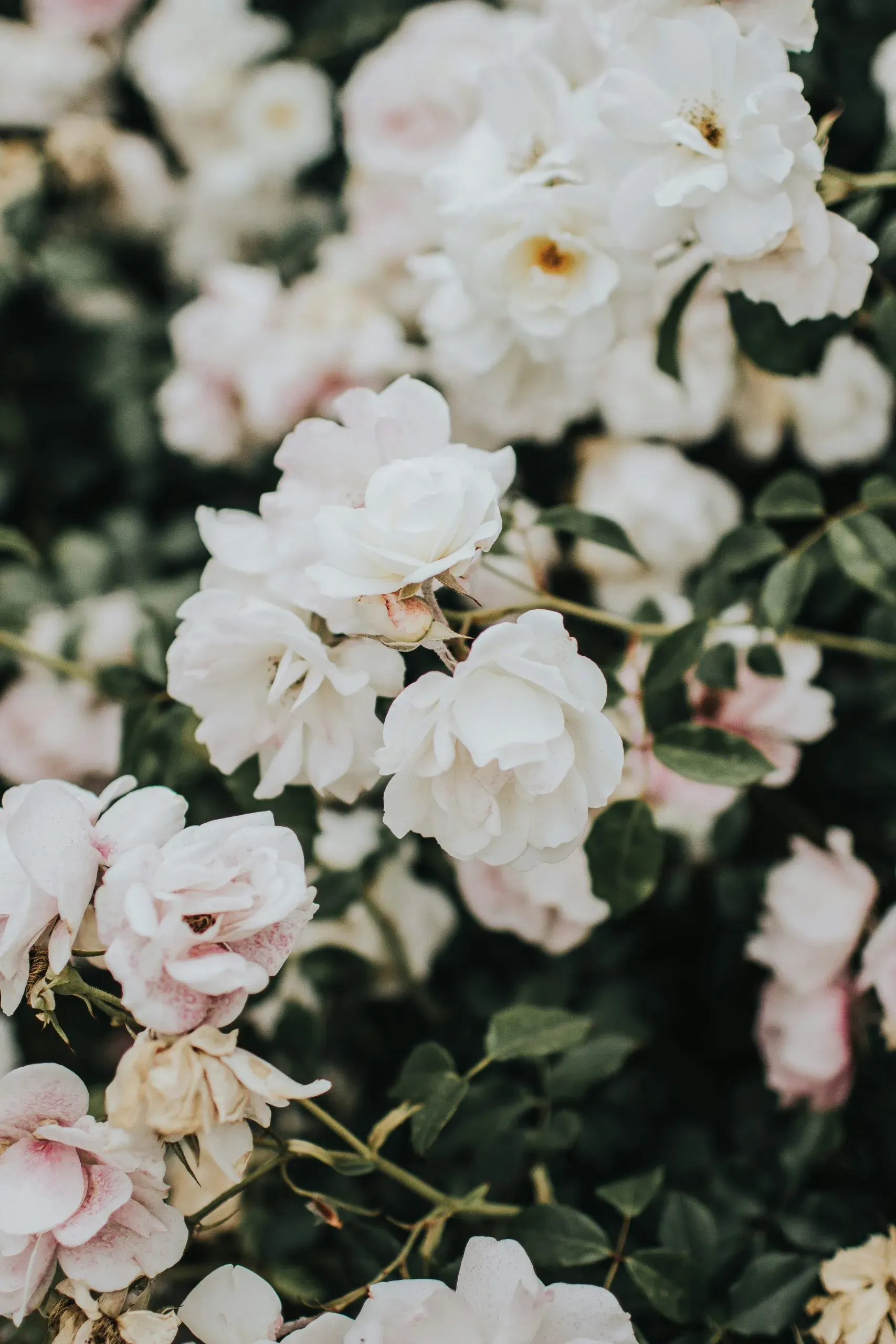 Roses blanches en fleur pour la décoration d'une cérémonie d'obsèques.